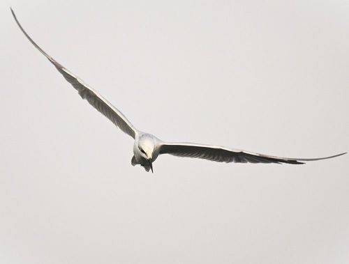Common Tern
