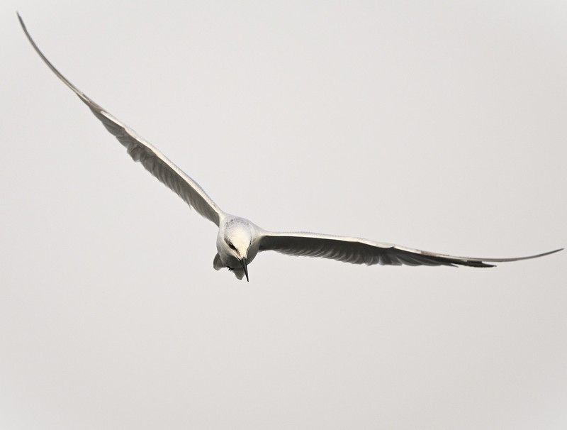 closeup, bird, birds, wild, wings, beauty, nature, swan, feather, spread, little sparrow,animal,animals,nikon,tailorbird,portraitm,eyes,eagle,kite,flying,sky,prey Common Tern фото превью