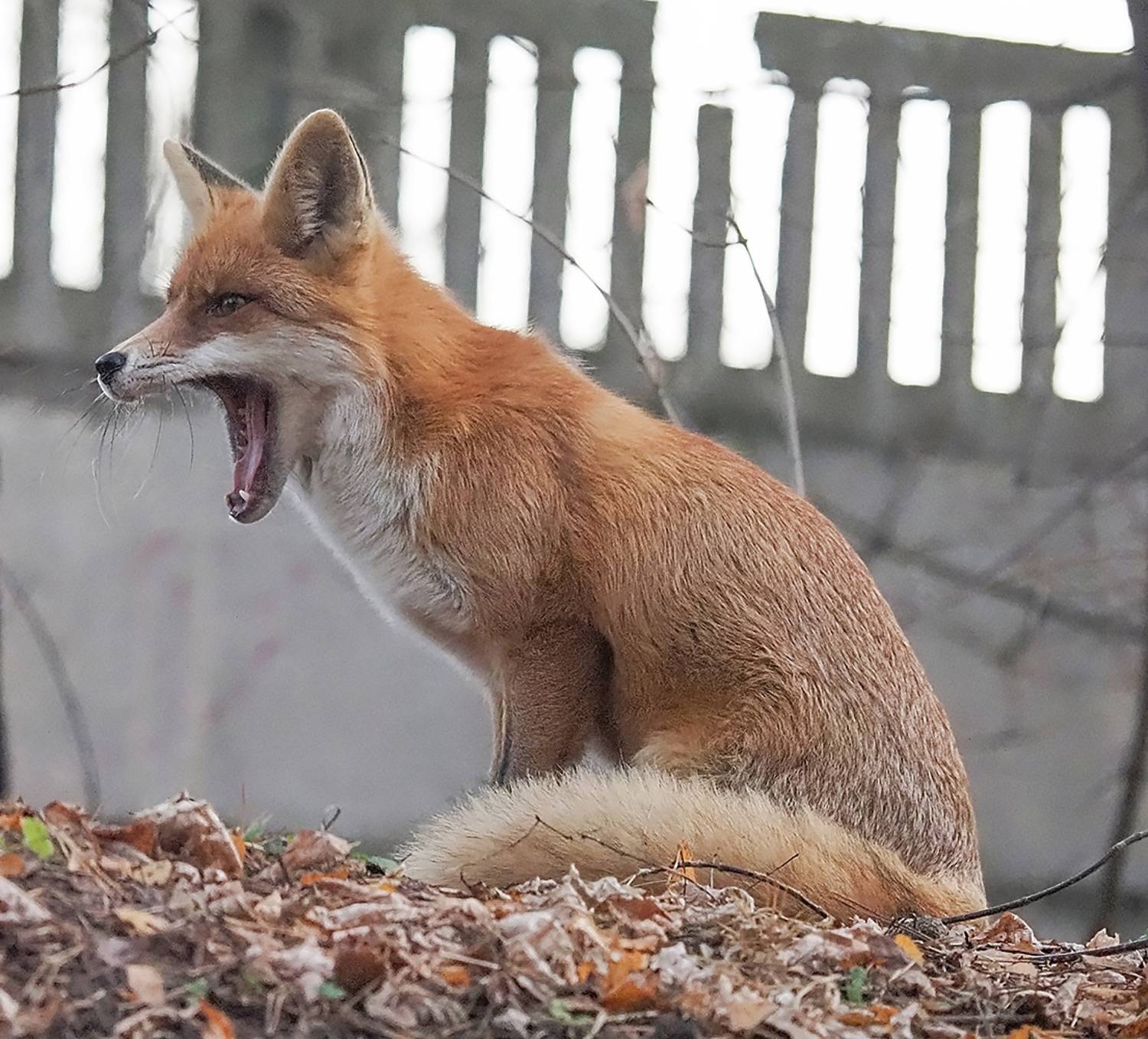 лиса, Духанин Сергей