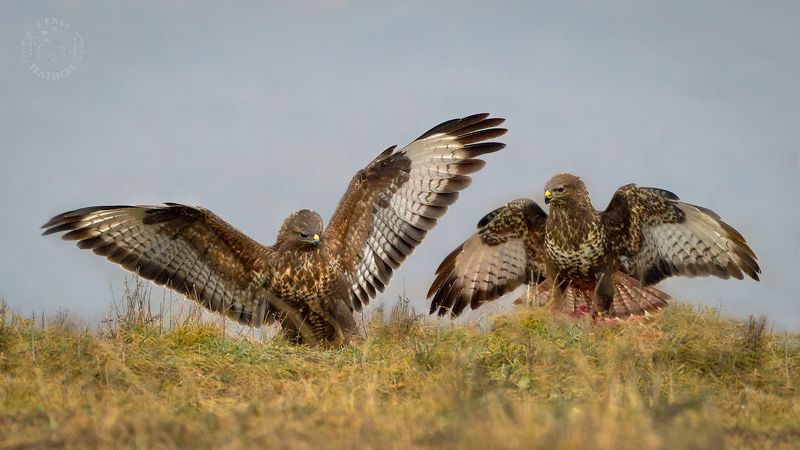 Канюк - Lens and Feathers фото превью