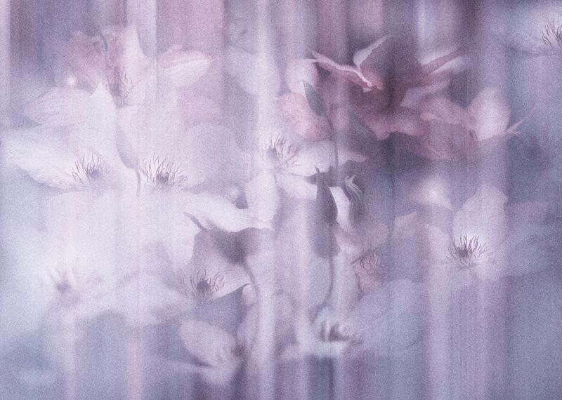 Бабочки.. фото превью