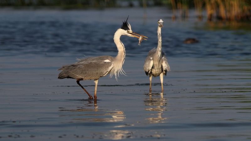 серая цапля, цапля, ardea cinerea, grey heron, heron, куршская коса, куршский залив Вот так удача! фото превью