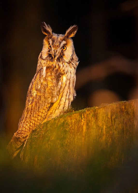 Eared Owl фото превью
