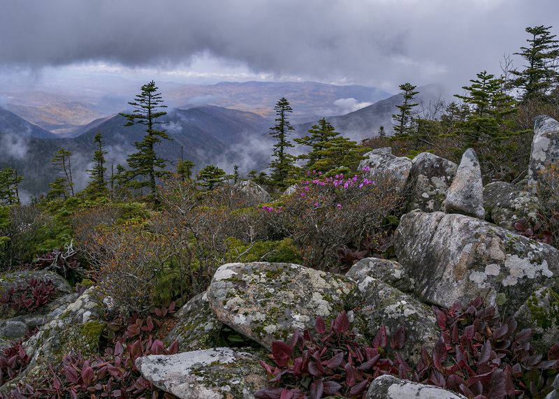 Тайга, горы, туман  фото превью