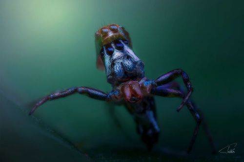 spider's molting