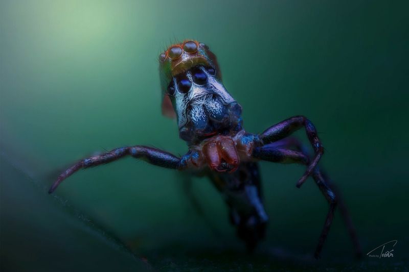 #macro #spider #photoByTuan spider\'s molting фото превью