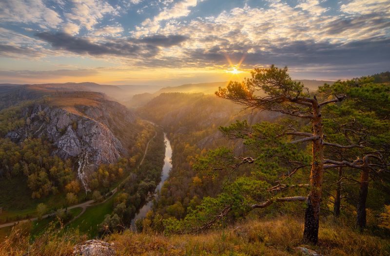 дерево осень закат пейзаж  фото превью