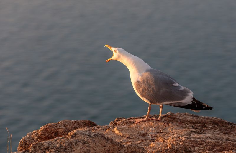 кар ;-) фото превью