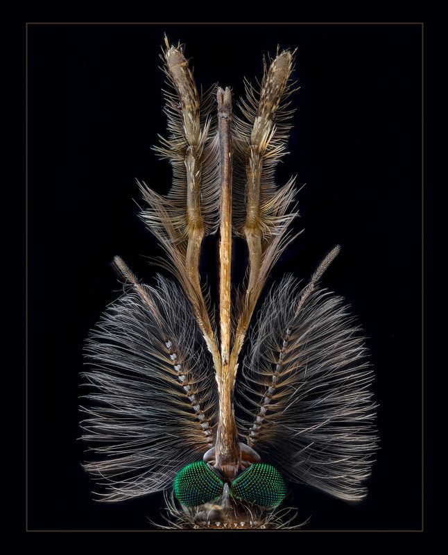 diptera, culex pipiens, обыкновенный комар, самец Он фото превью