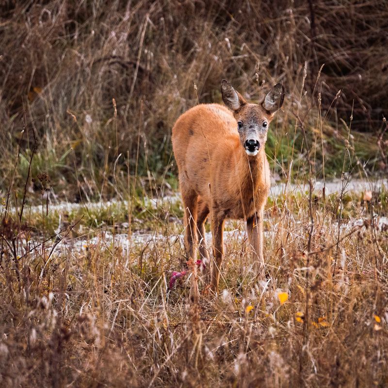 дикая природа, олень Испуг фото превью
