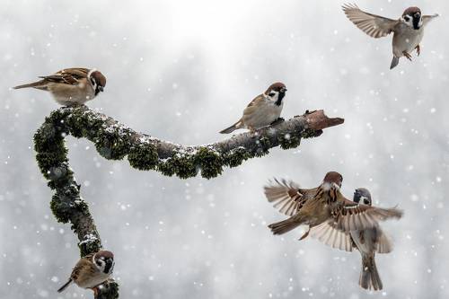 Зимний этюд с воробьями