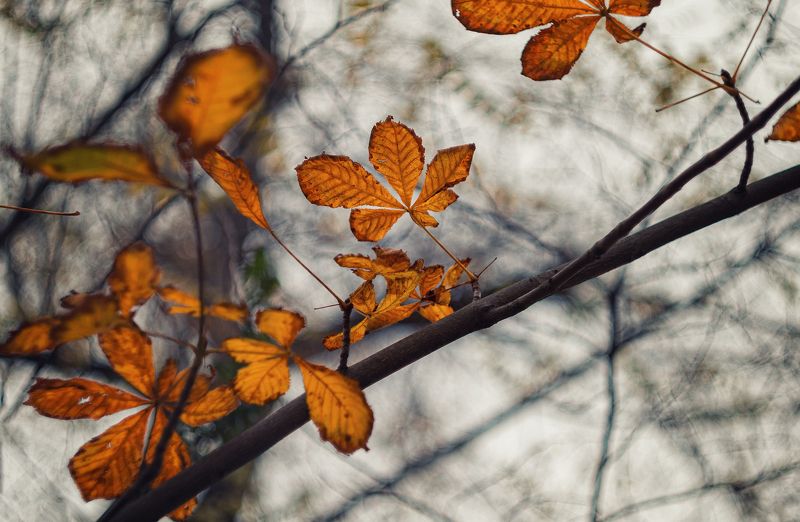 Золоченные брызги померкшей осени. фото превью