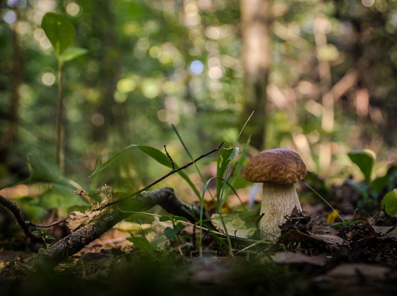 природа В лесу фото превью