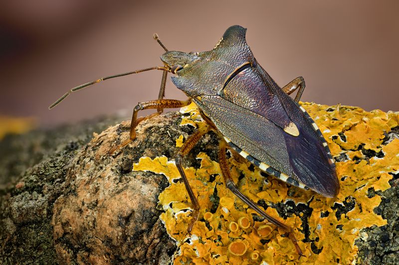 Dolycoris baccarum фото превью