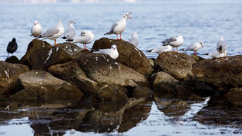 *** фото превью