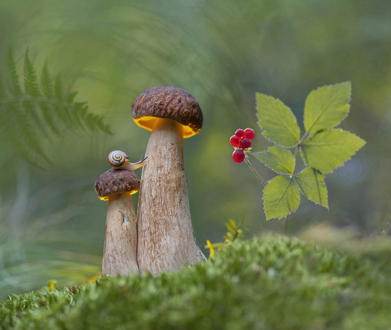 боровик, улитка, костяника Будни улитки фото превью