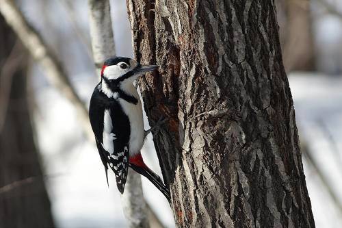 Большой Пестрый Дятел