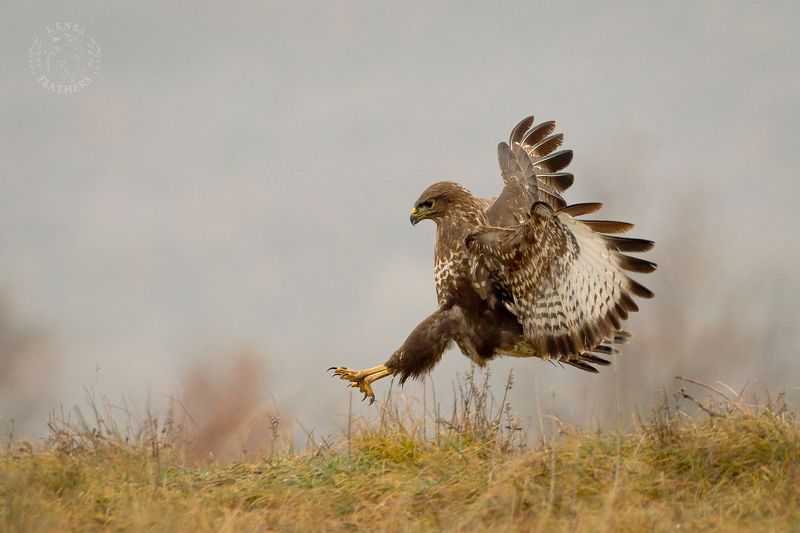 Канюк - Lens and Feathers фото превью