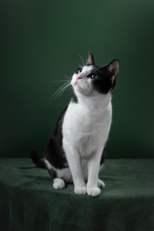 Cat and Green фото превью