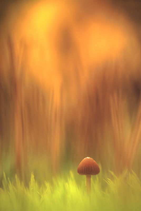 Пламя осени :) фото превью