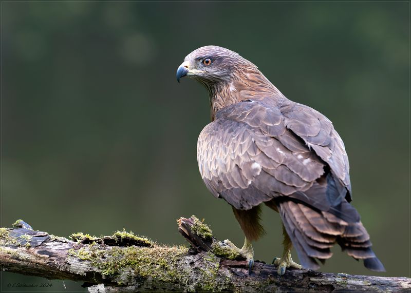 Самый чЁрный коршун... фото превью