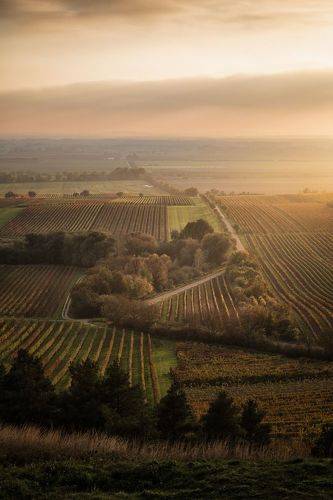 Закат над виноградниками