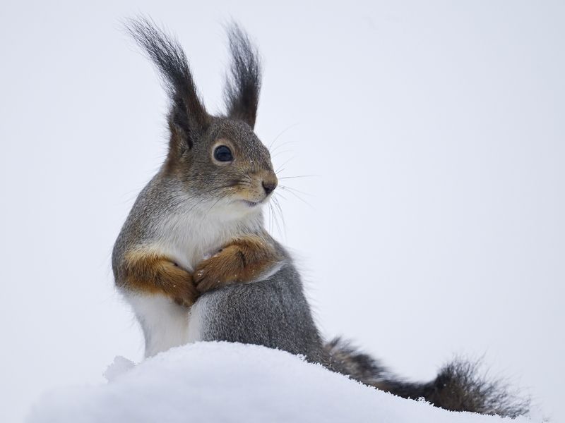 Где я орехи закопала? фото превью
