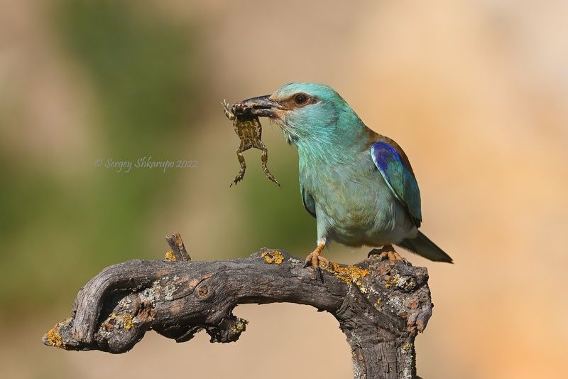 Удачная охота фото превью