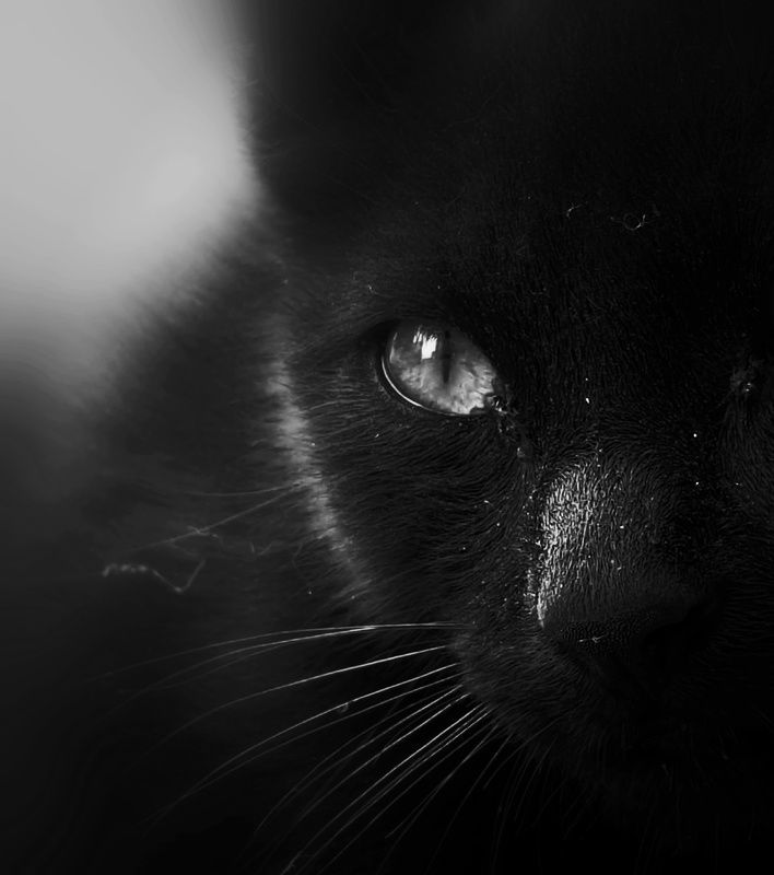 Black cat фото превью