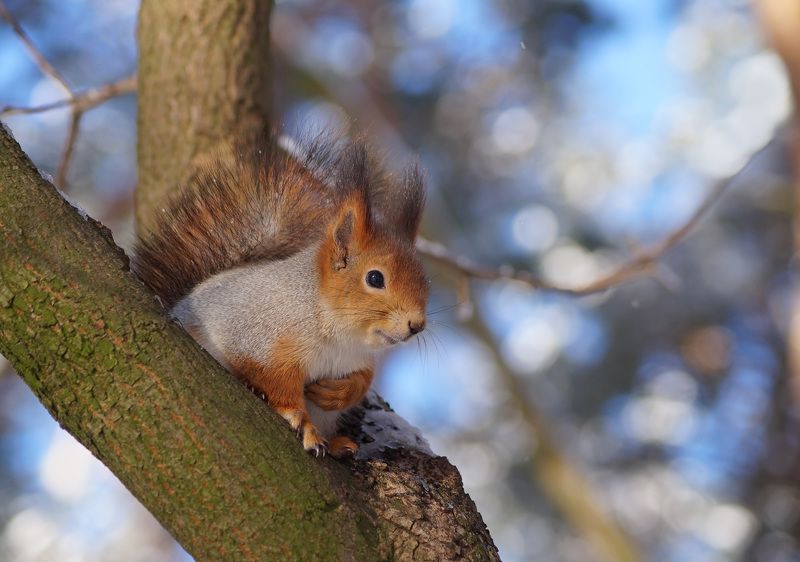 Первый снег фото превью