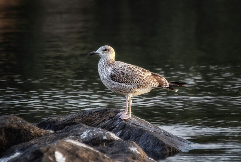 Larus hyperboreus фото превью