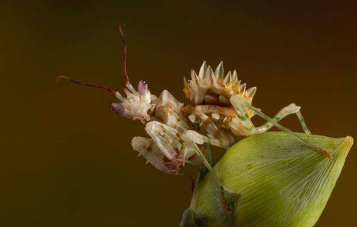 Spiny Flower Mantis