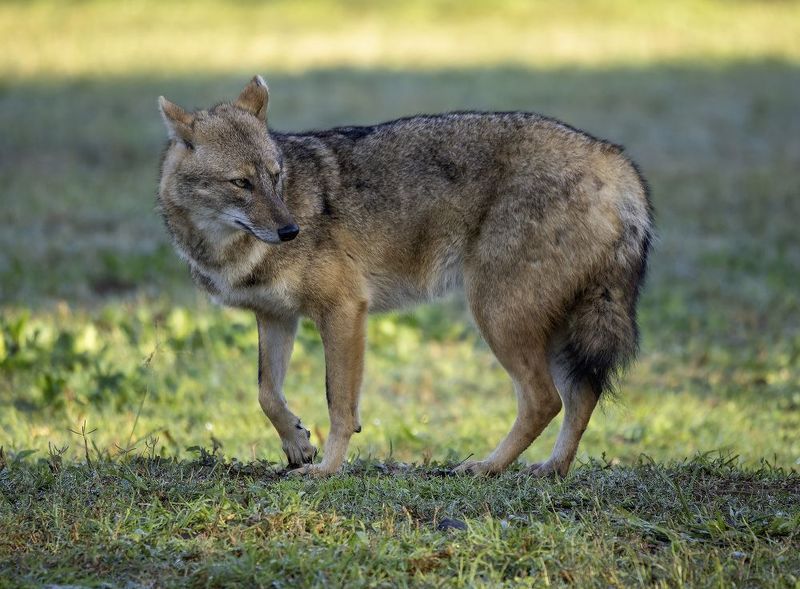 Золотистый шакал. фото превью