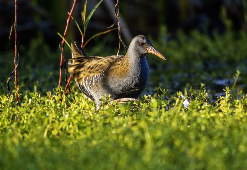 Водяной пастушок. фото превью