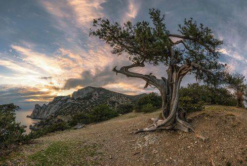 Ново Светский озорной гуляка