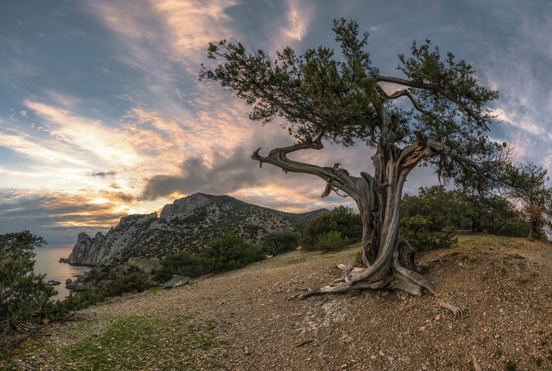 крым, новый свет, можжевеловая роща, вечер, декабрь Ново Светский озорной гуляка фото превью
