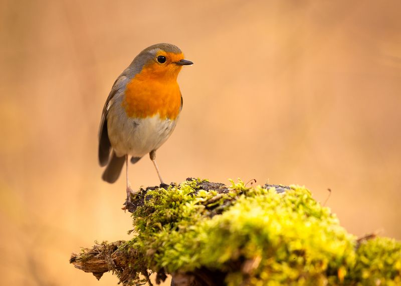 Robin фото превью