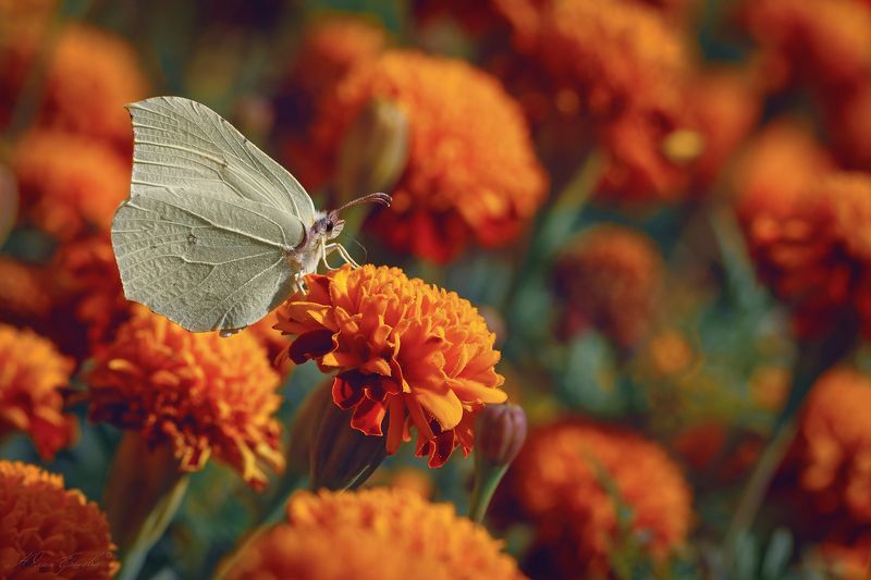 бабочка, бархатцы, лимонница, макро, macro Бархатный рай фото превью