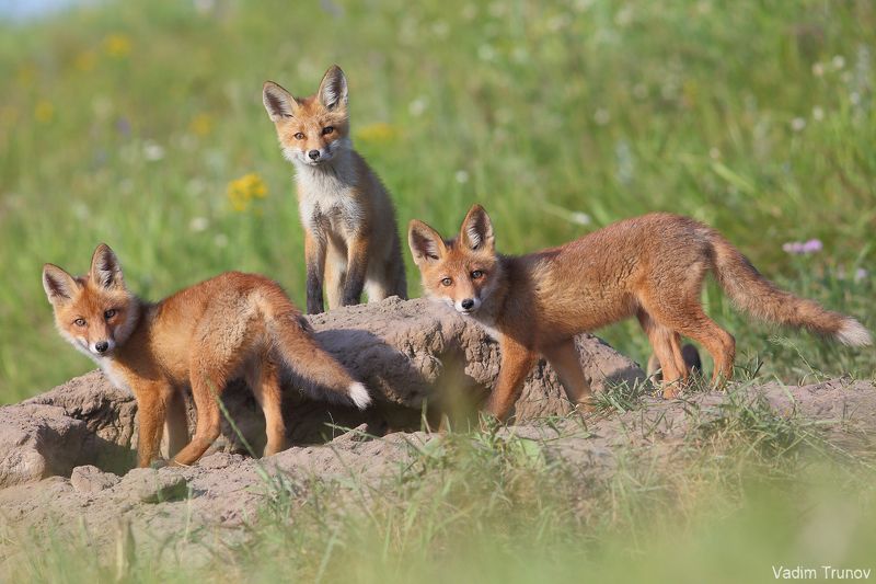 лиса, лисята, fox Банда фото превью