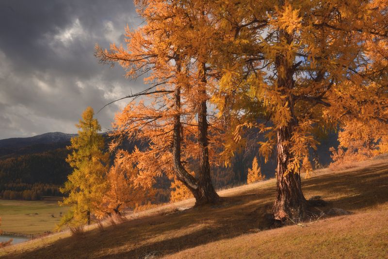 алтай,осень,джазатор Осенний день в Джазаторе фото превью