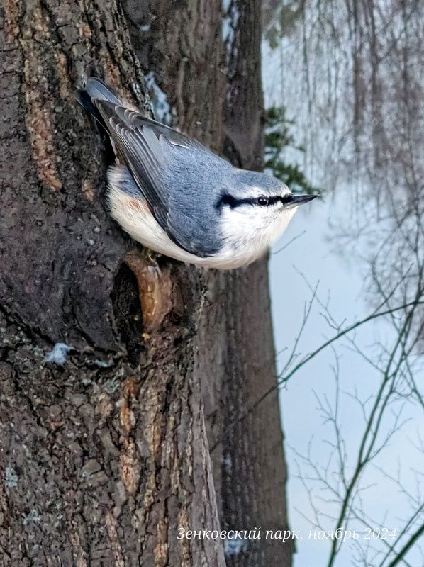 природа, nature, пейзаж,  животные, птицы, поползень, моя_сибирь, сибирский_край, фото на телефон Поползень фото превью