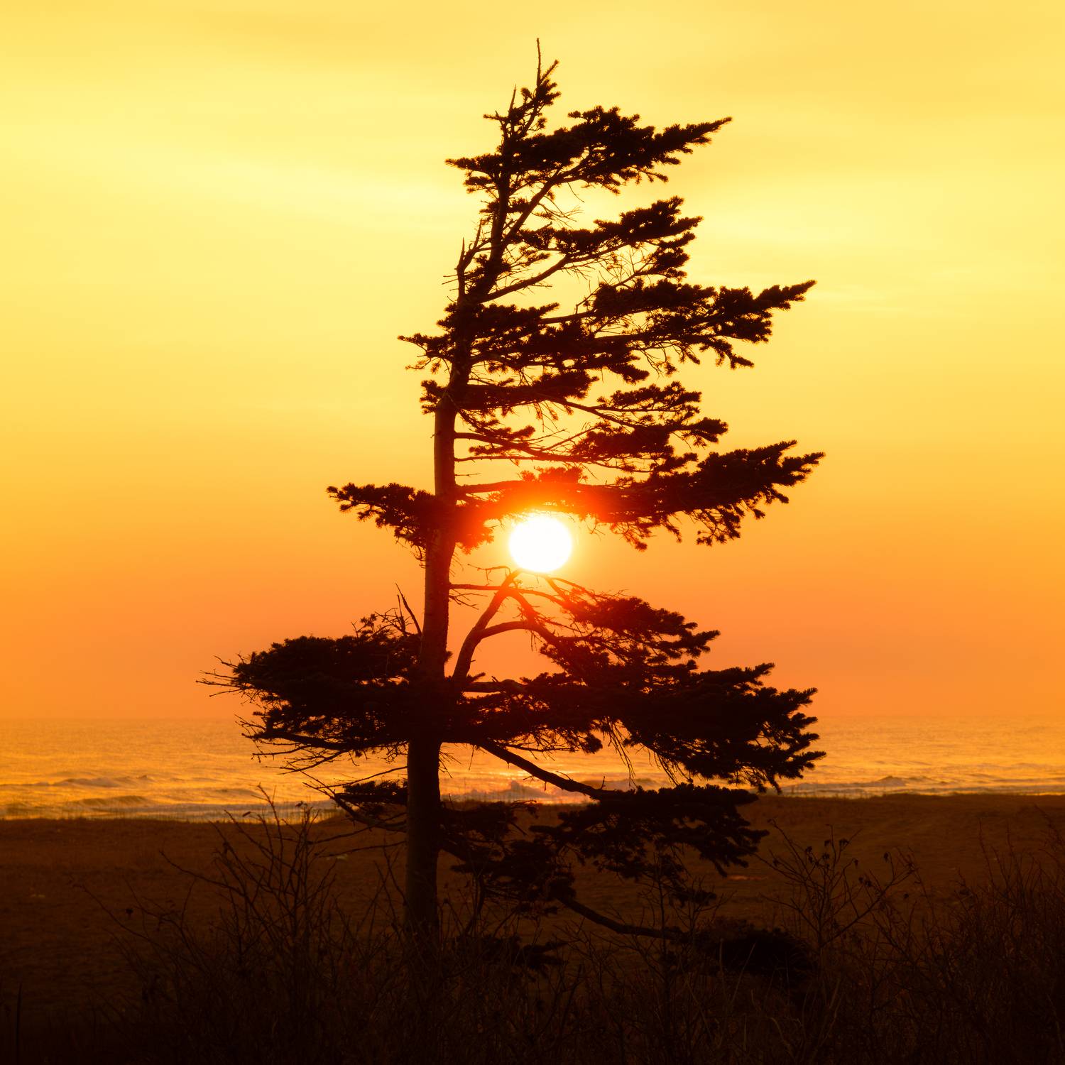 , Антон Сидоров