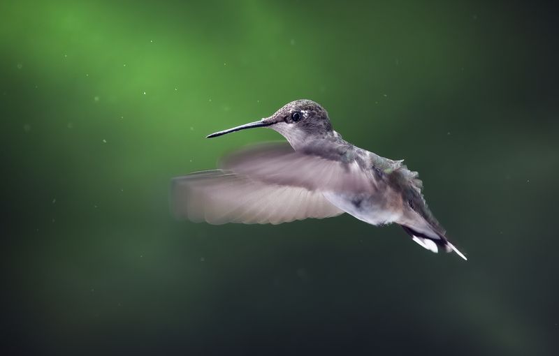 bird, humming, hummingbird, hummingbirds, hummer, rufous, nature, animals, wild, action, dynamic Rain or shine фото превью