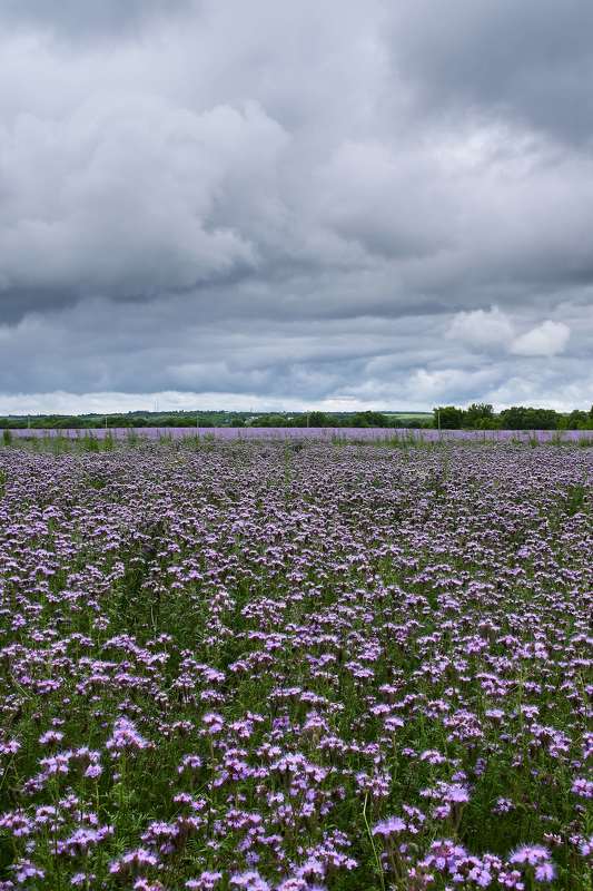 # фото превью