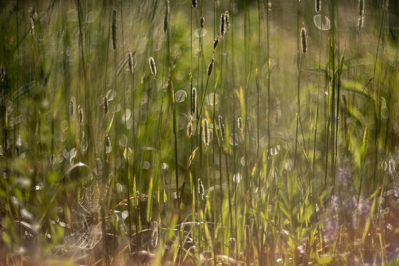 лето, луг, россия, река, просто, гелиос, никон, воронеж, эмоции, паутина, стрекоза, Просто лето у реки... фото превью