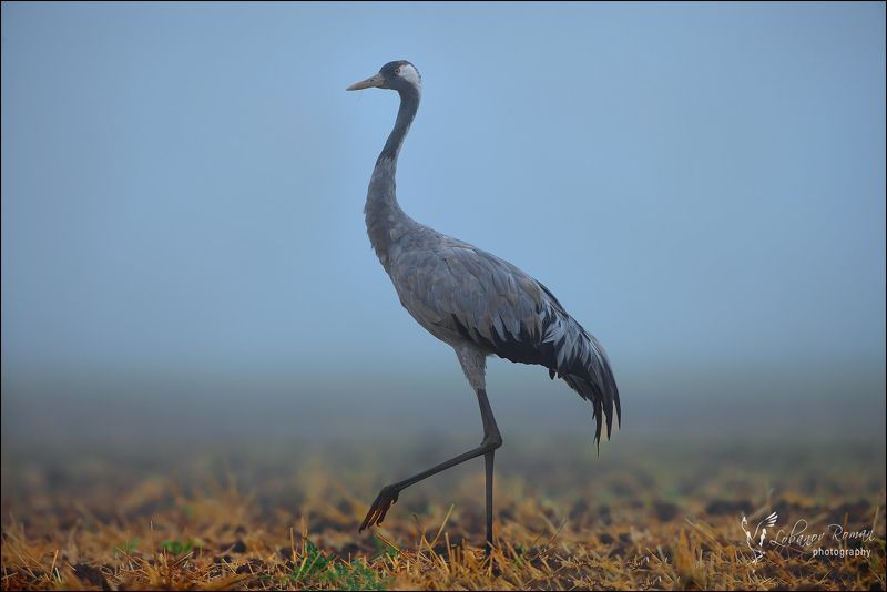 * * * фото превью