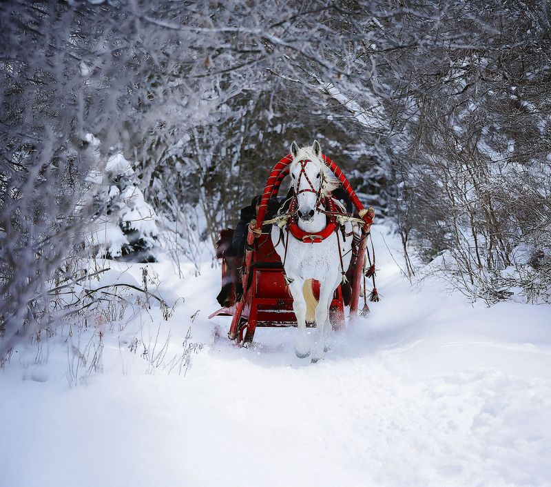 лошадь, прогулка, сани, лес, зима, horse, forest, winter, nature Сказочная прогулка фото превью