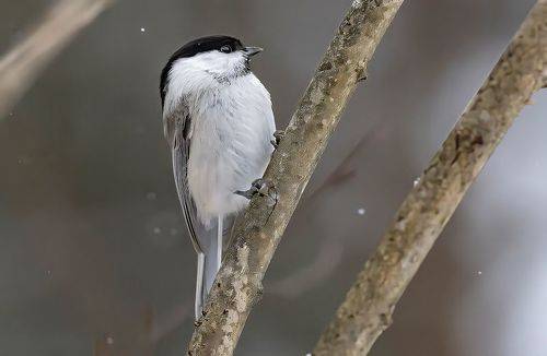 Буроголовая гаичка