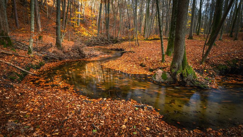 river,forest,woodland,woods,autumn,autumnal, Snake River фото превью