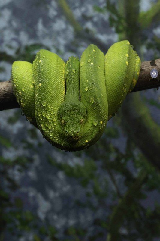 Green tree python фото превью